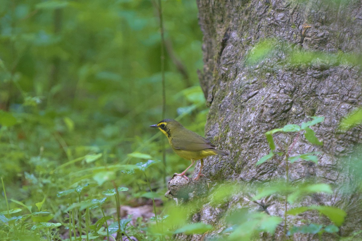 Kentucky Warbler - ML617896547