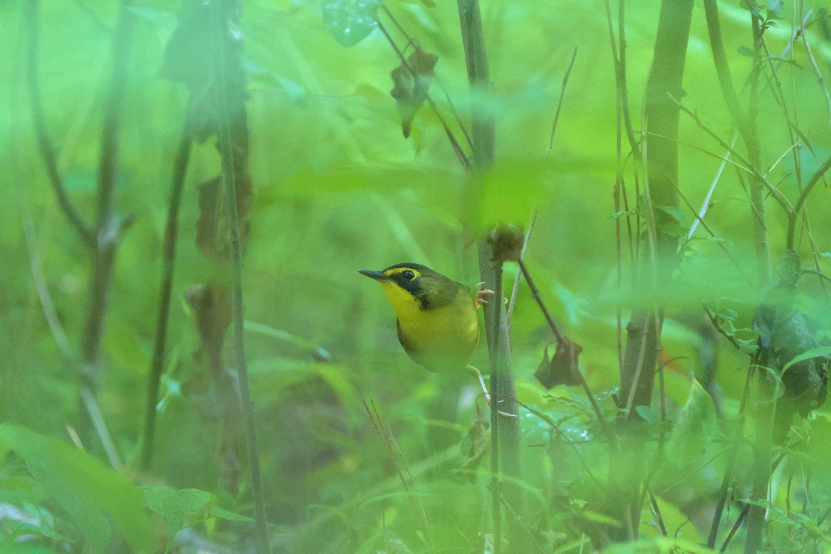 Kentucky Warbler - ML617896548