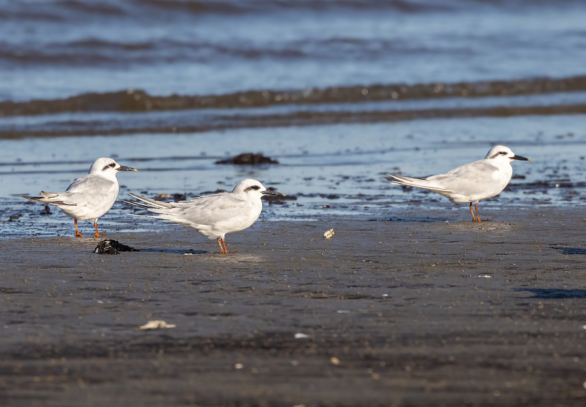 Snowy-crowned Tern - ML617896549