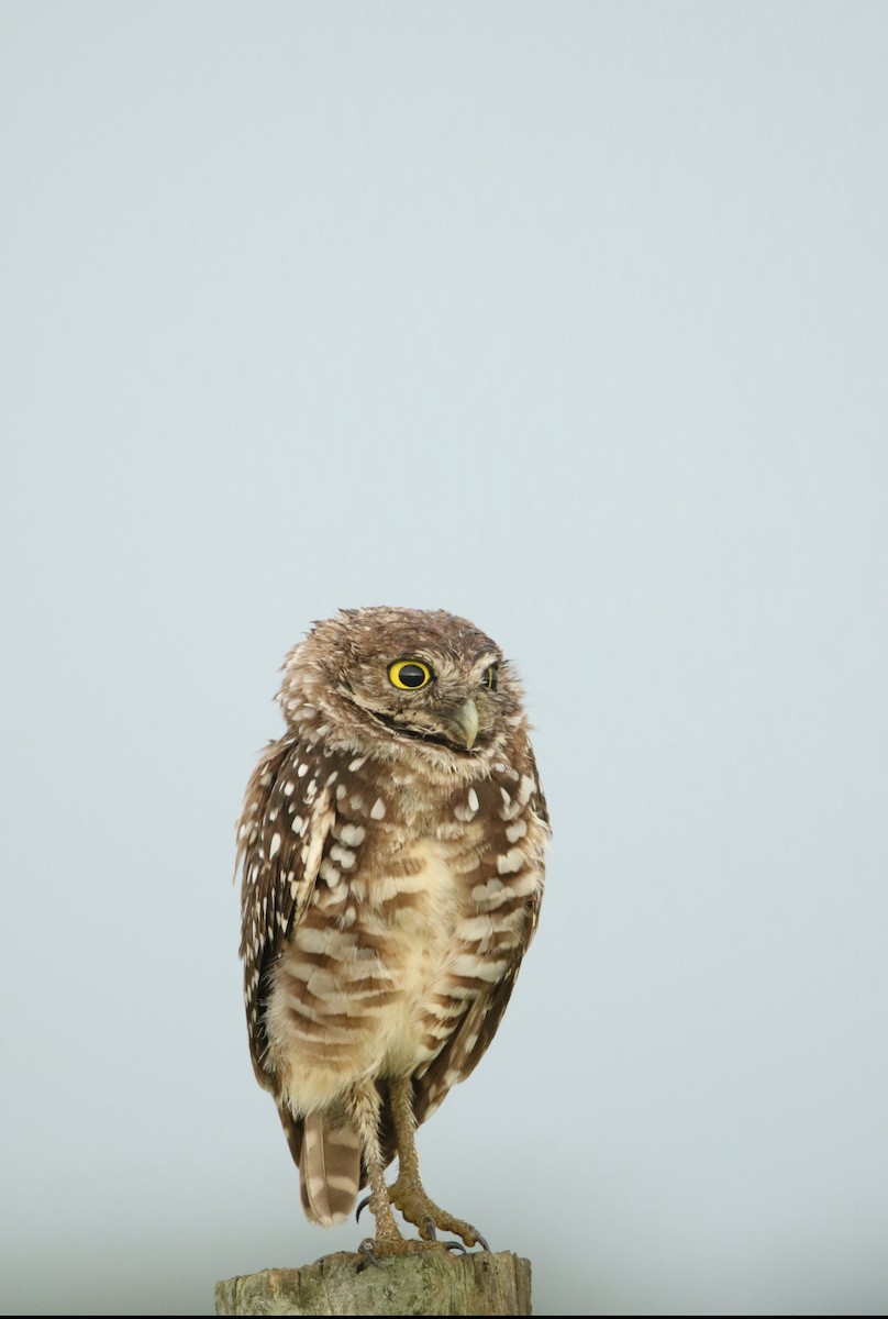 Burrowing Owl - Dan Watson