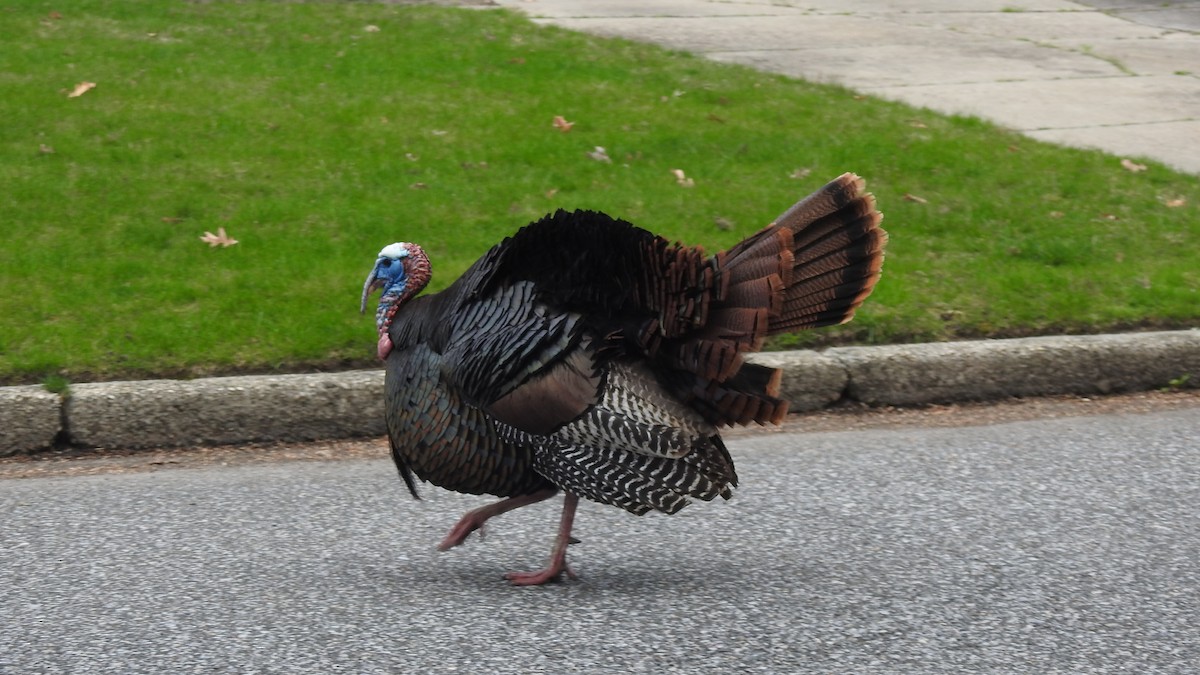 Wild Turkey - ML617896603