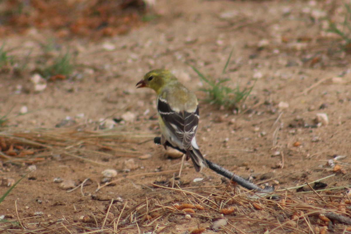 American Goldfinch - ML617896670