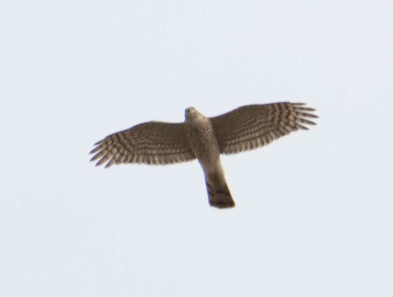 Eurasian Sparrowhawk - ML617896697