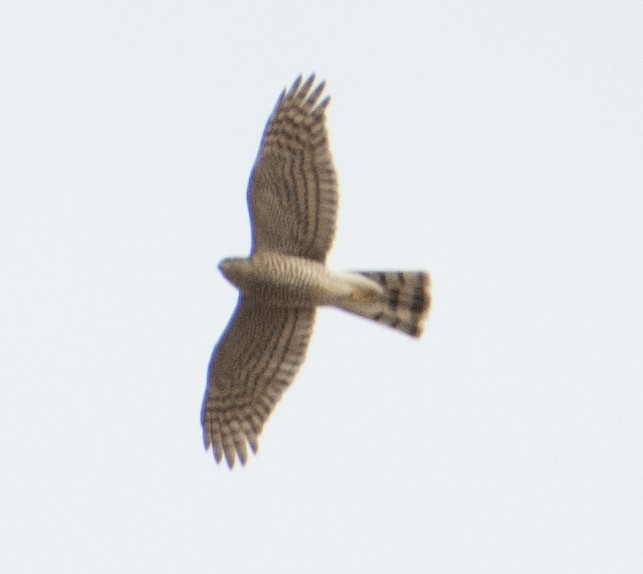 Eurasian Sparrowhawk - ML617896699