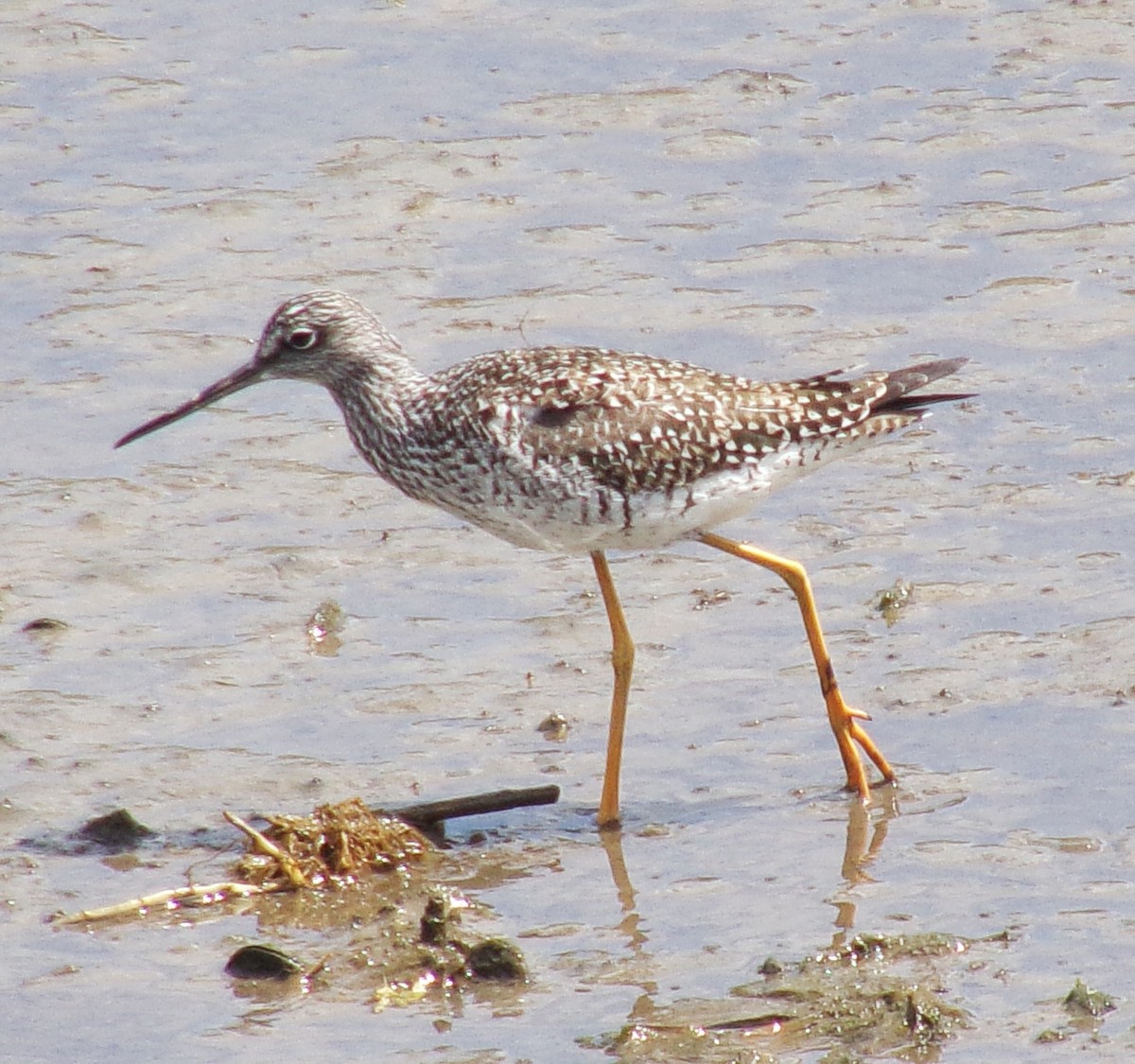 Greater Yellowlegs - ML617896713