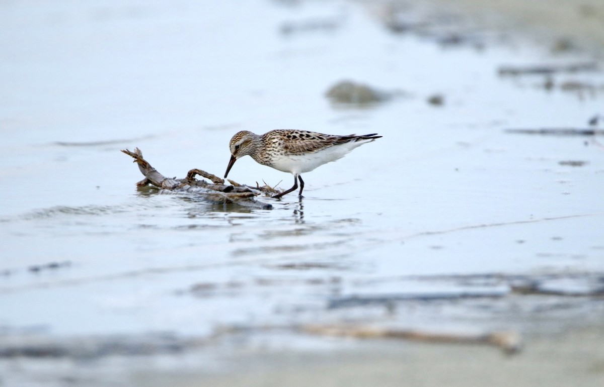 White-rumped Sandpiper - ML617896726