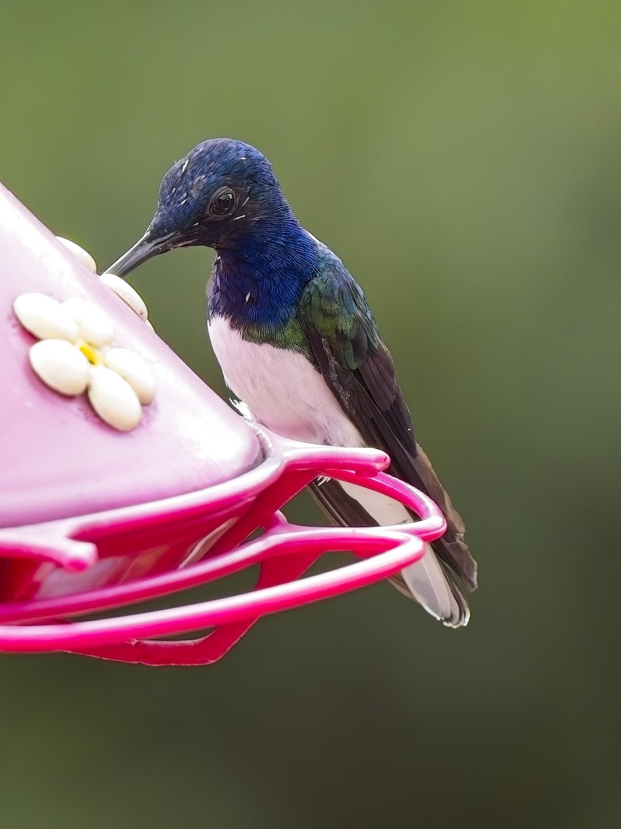 White-necked Jacobin - ML617896740