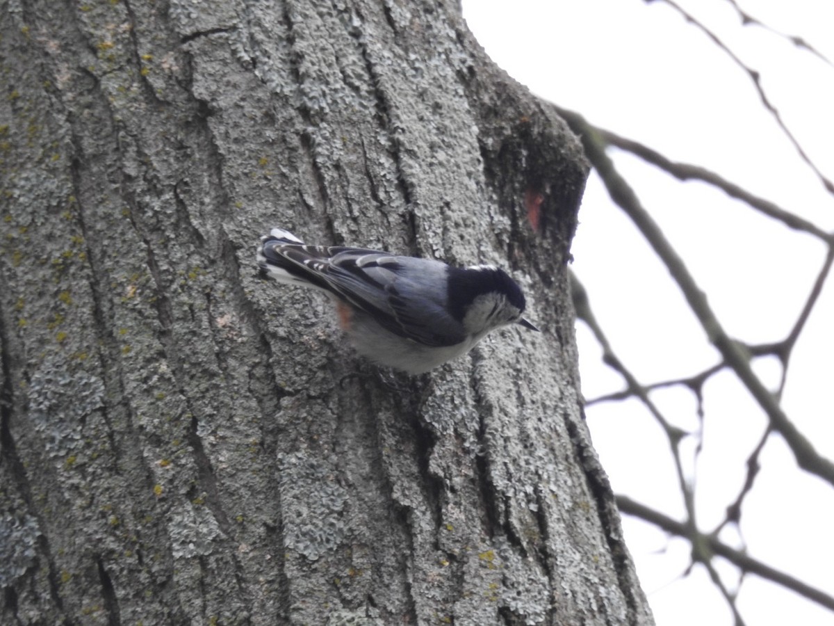 White-breasted Nuthatch - ML617896741