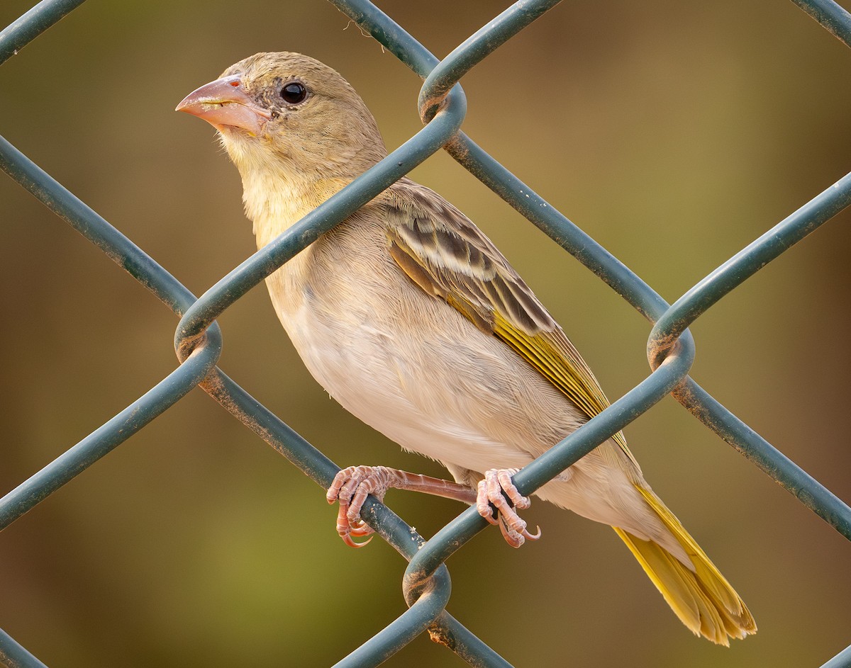 Rüppell's Weaver - ML617896745