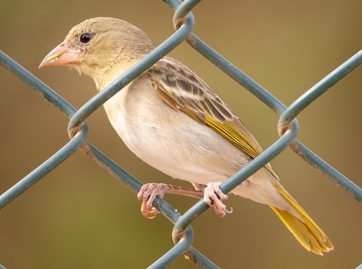 Rüppell's Weaver - ML617896746