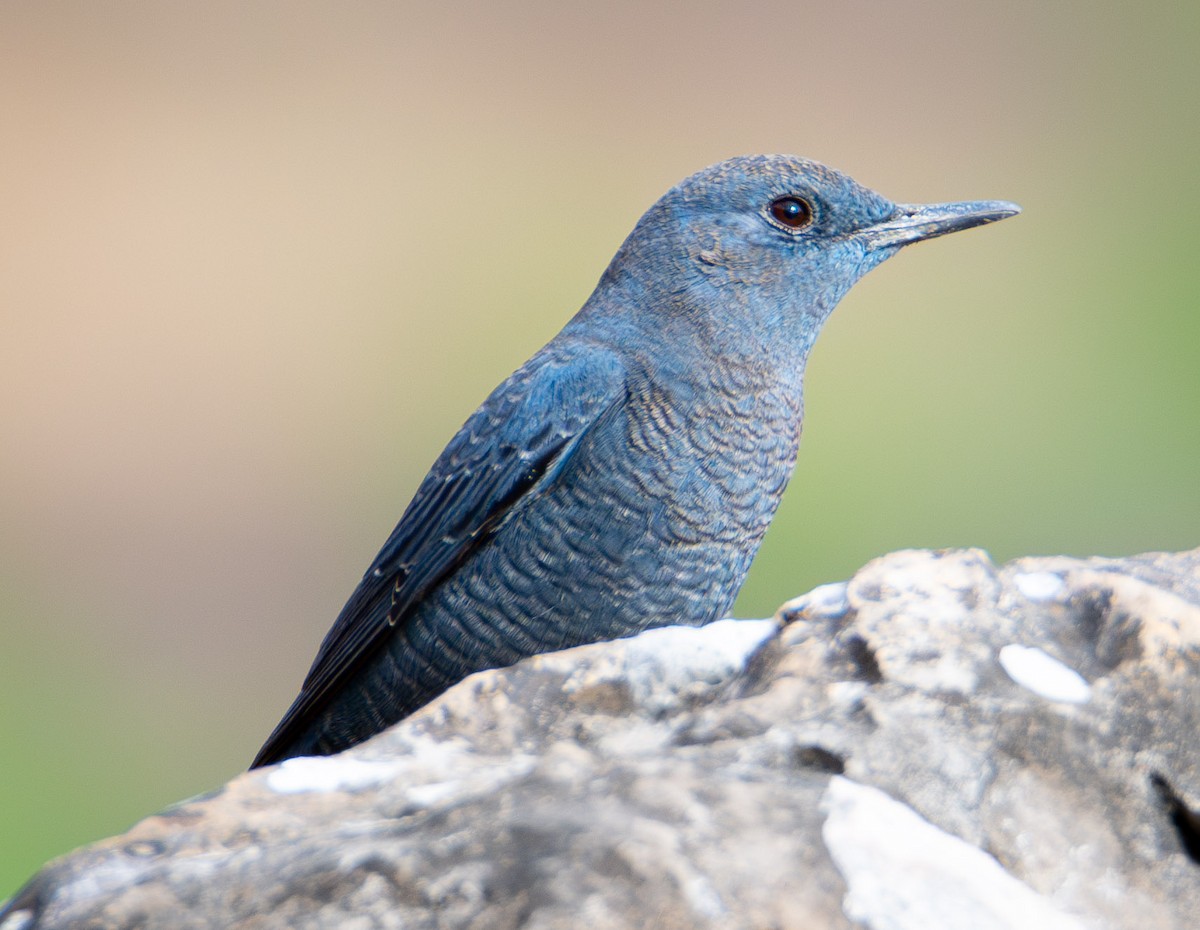 Blue Rock-Thrush - Trevor Ambrico