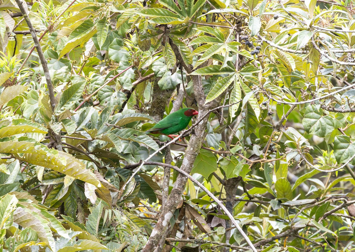 Grass-green Tanager - Michelle Martin