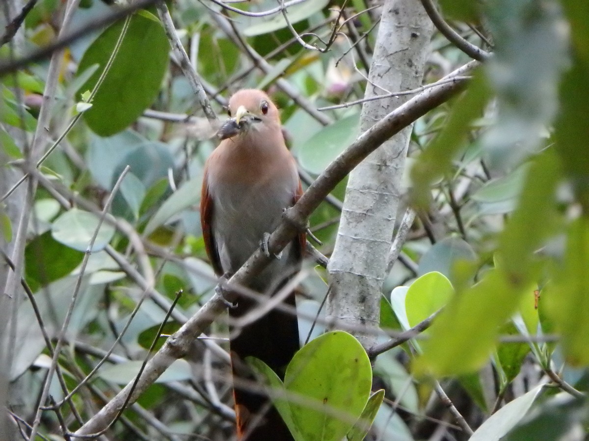 Squirrel Cuckoo - ML617896755