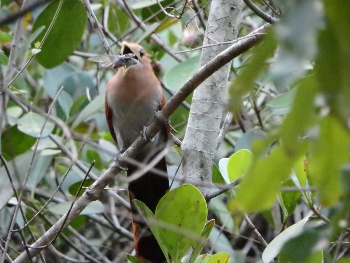 Squirrel Cuckoo - ML617896759