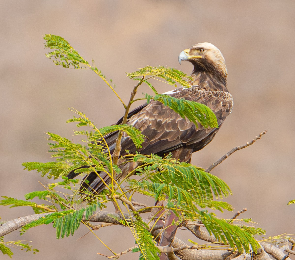 Águila Imperial Oriental - ML617896791