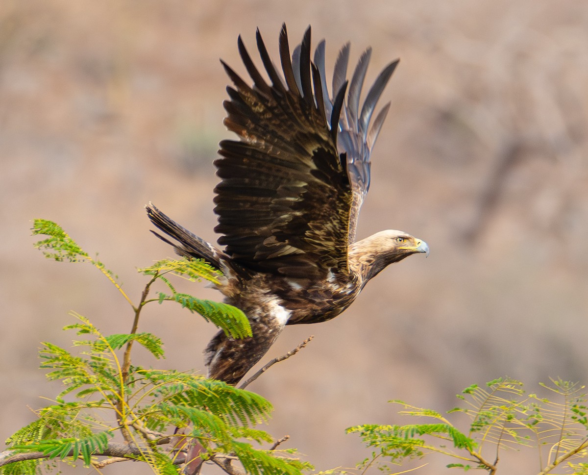 Kaiseradler - ML617896792