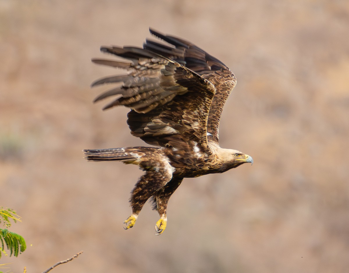 Kaiseradler - ML617896794