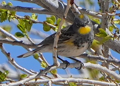 Yellow-rumped Warbler - ML617896888