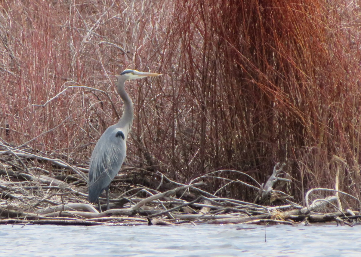 Great Blue Heron - Claire Weiser