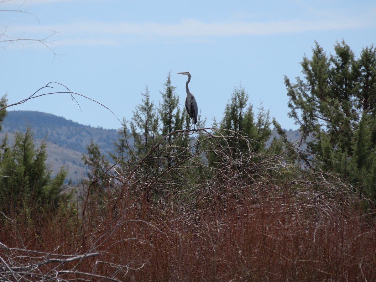 Great Blue Heron - ML617896953