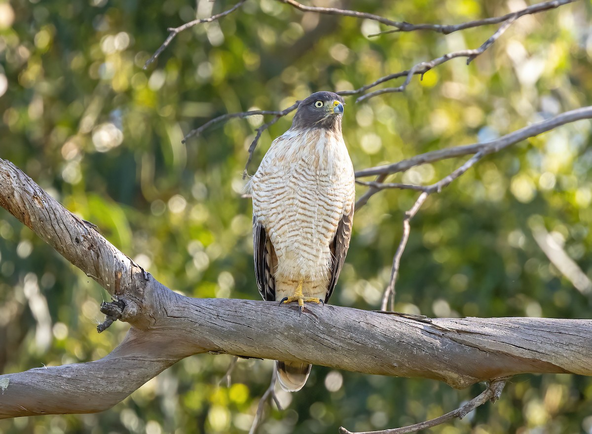 Roadside Hawk - ML617896966