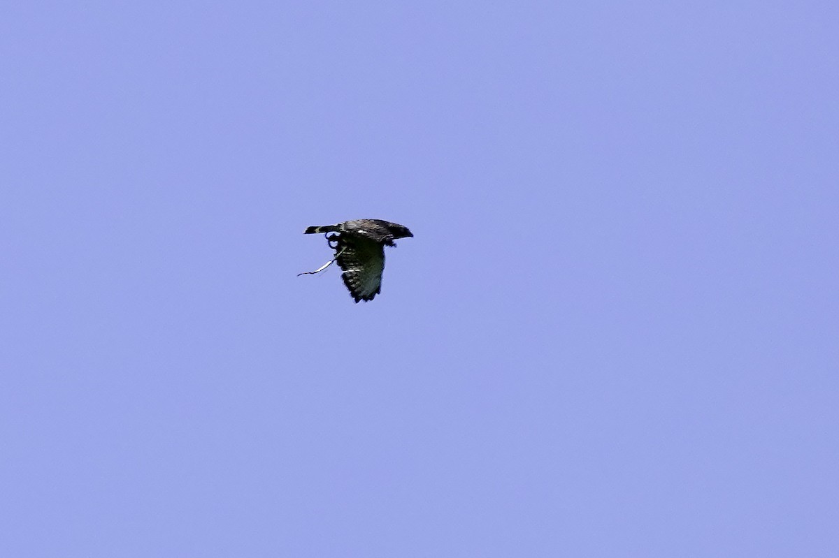 Broad-winged Hawk - ML617896983