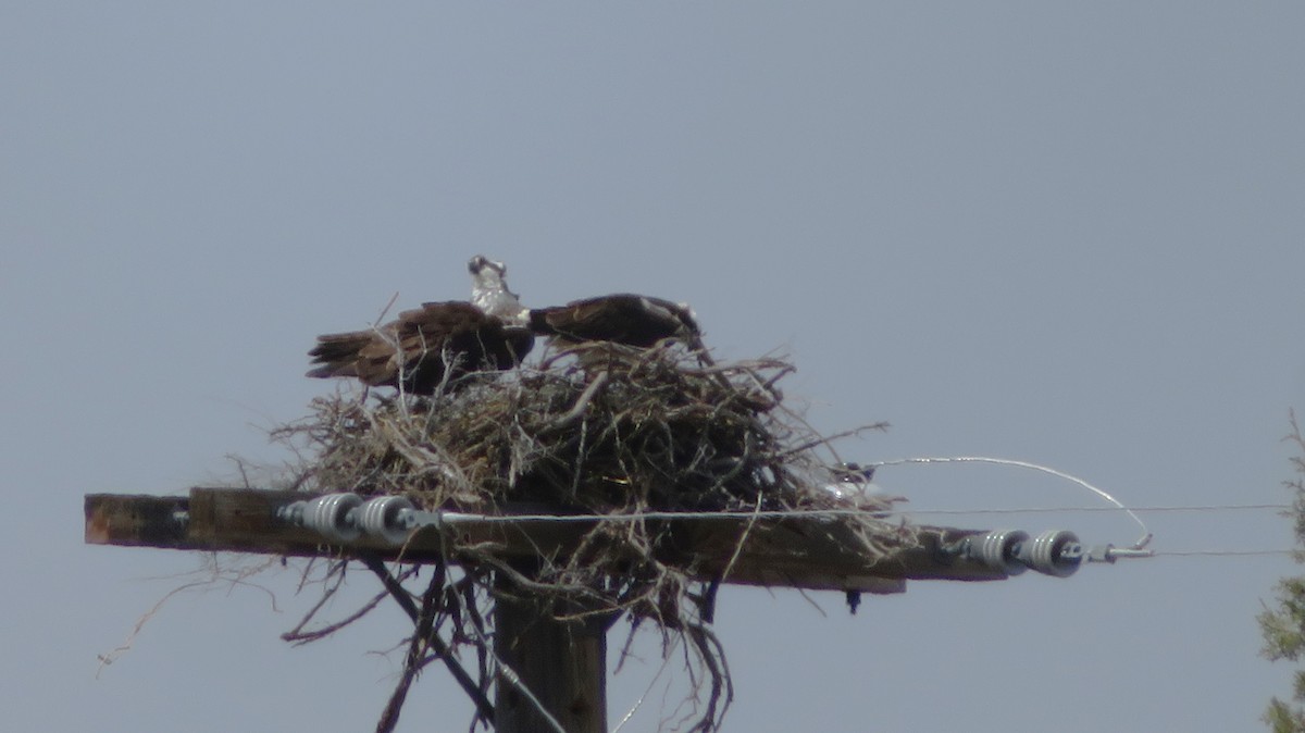 Osprey - Claire Weiser