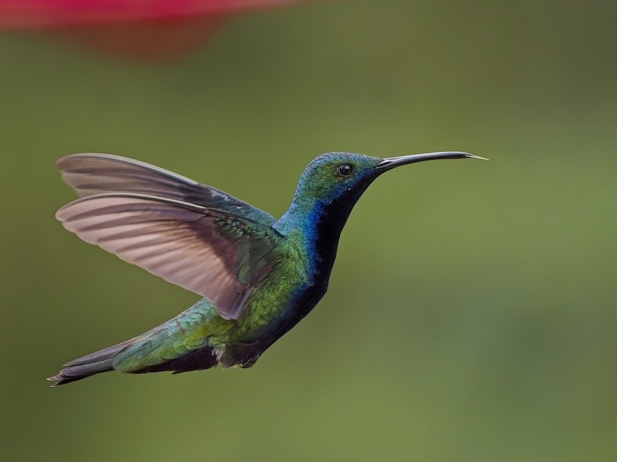 Black-throated Mango - ML617896996