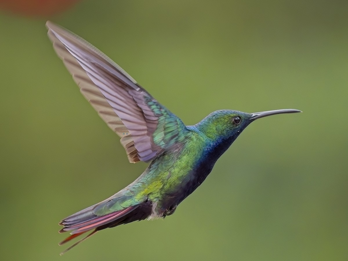 Black-throated Mango - Chris Allen