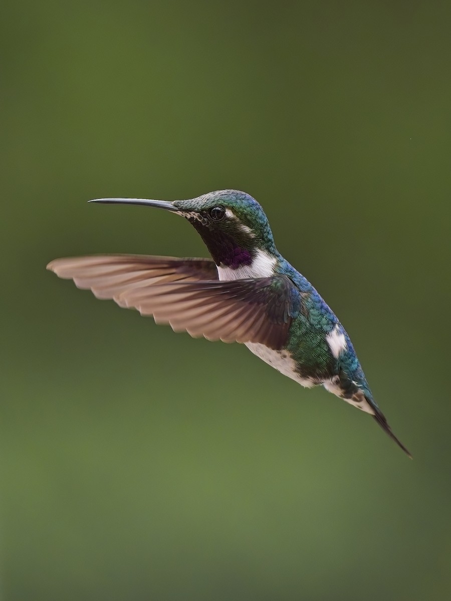 Colibrí de Mulsant - ML617897005