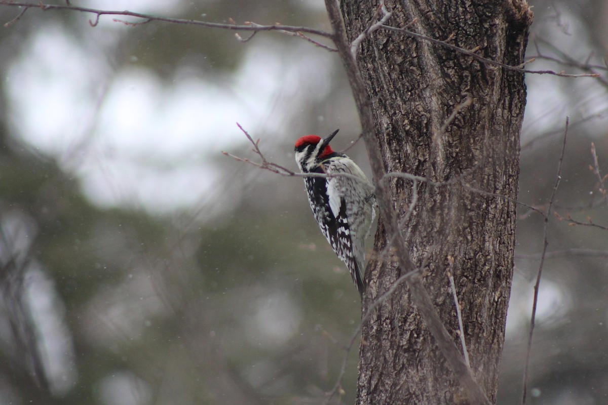 Yellow-bellied Sapsucker - ML617897010