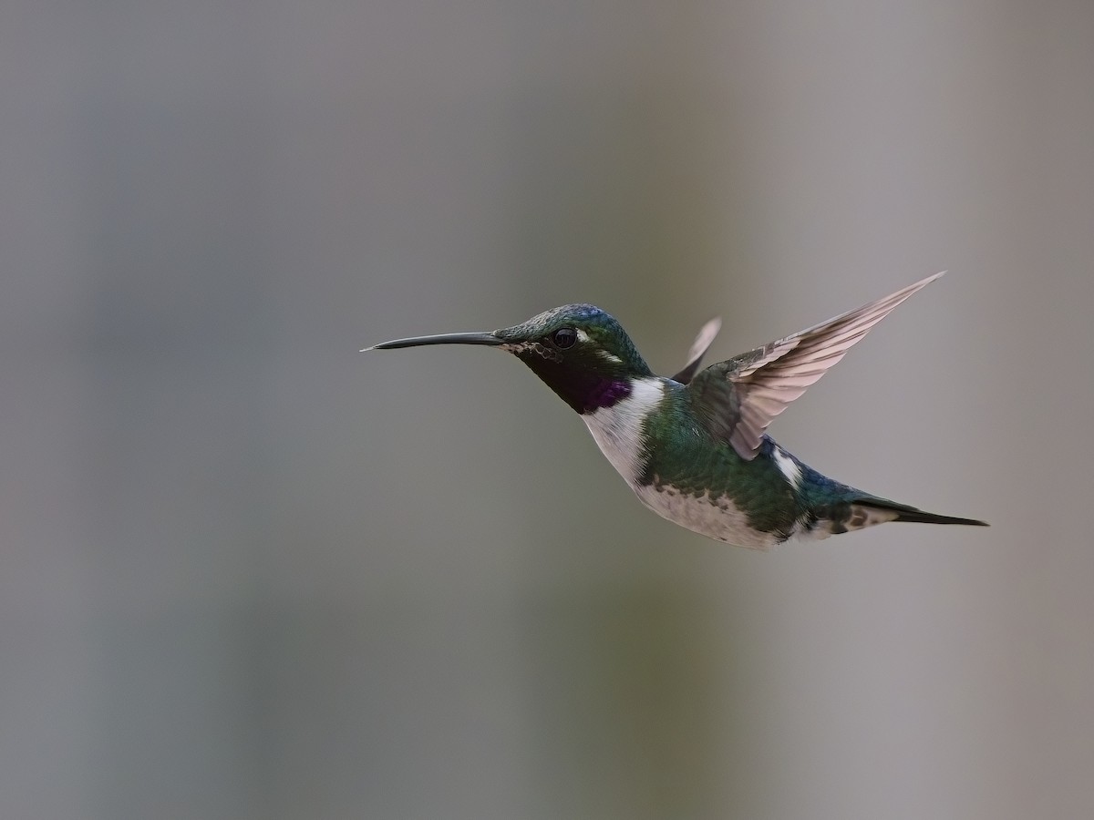 Colibrí de Mulsant - ML617897015