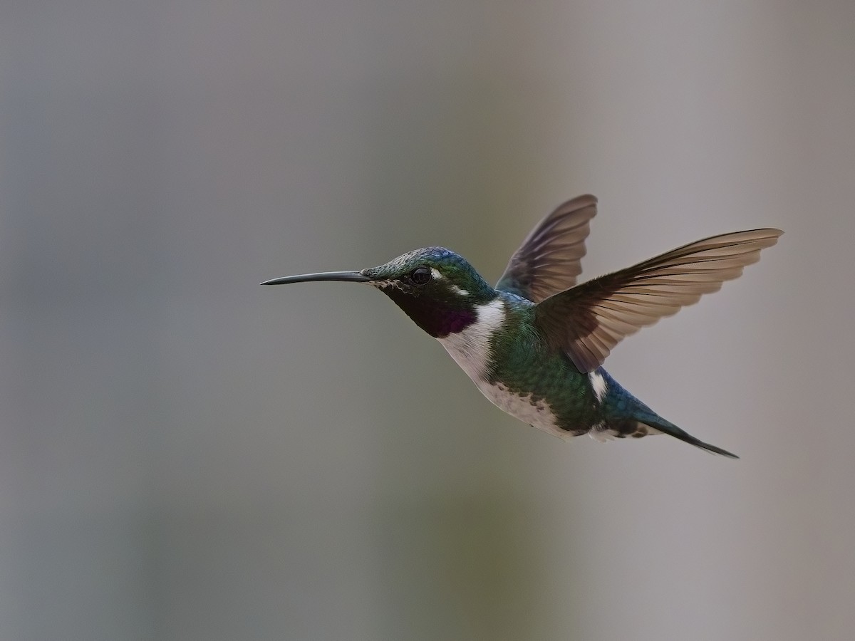 White-bellied Woodstar - ML617897016