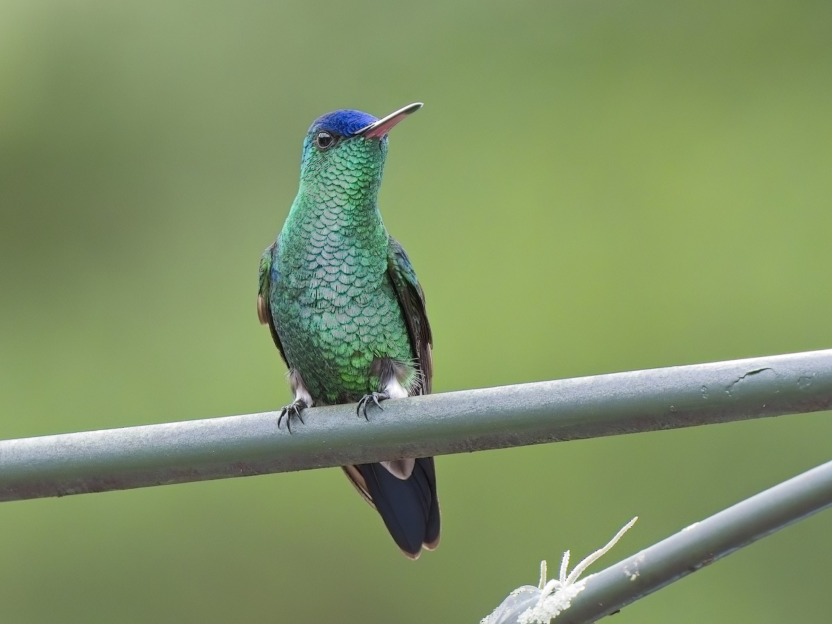 Indigo-capped Hummingbird - ML617897027