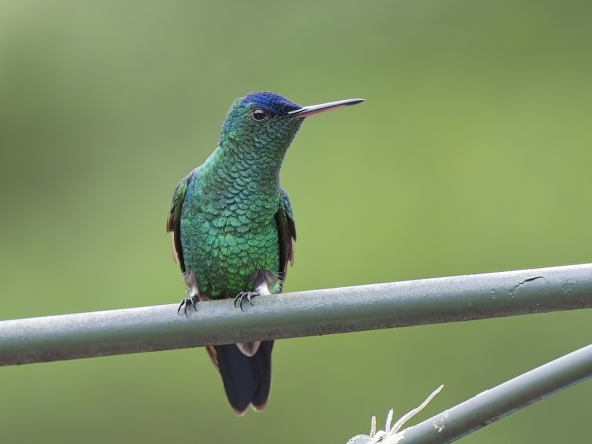 kolibřík indigovohlavý - ML617897028