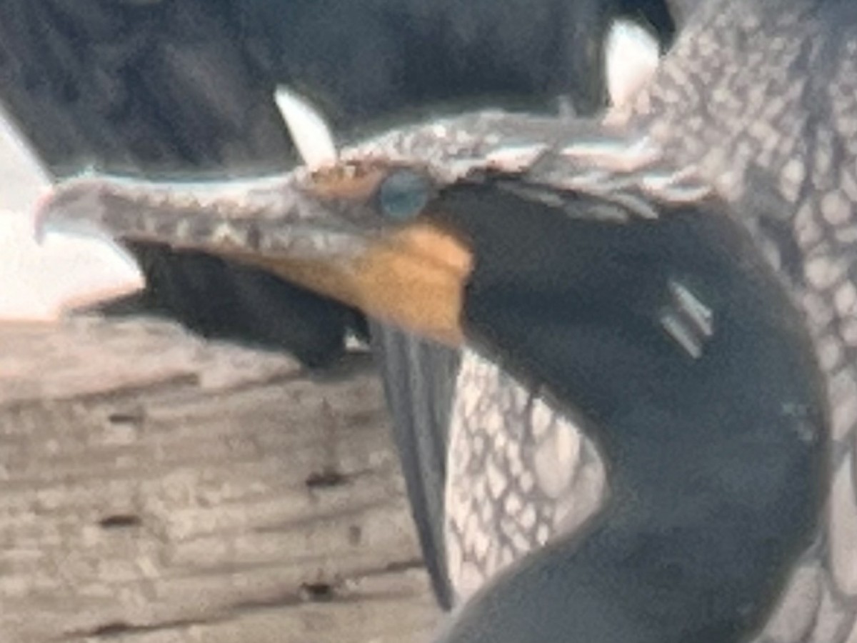 Double-crested Cormorant - ML617897058