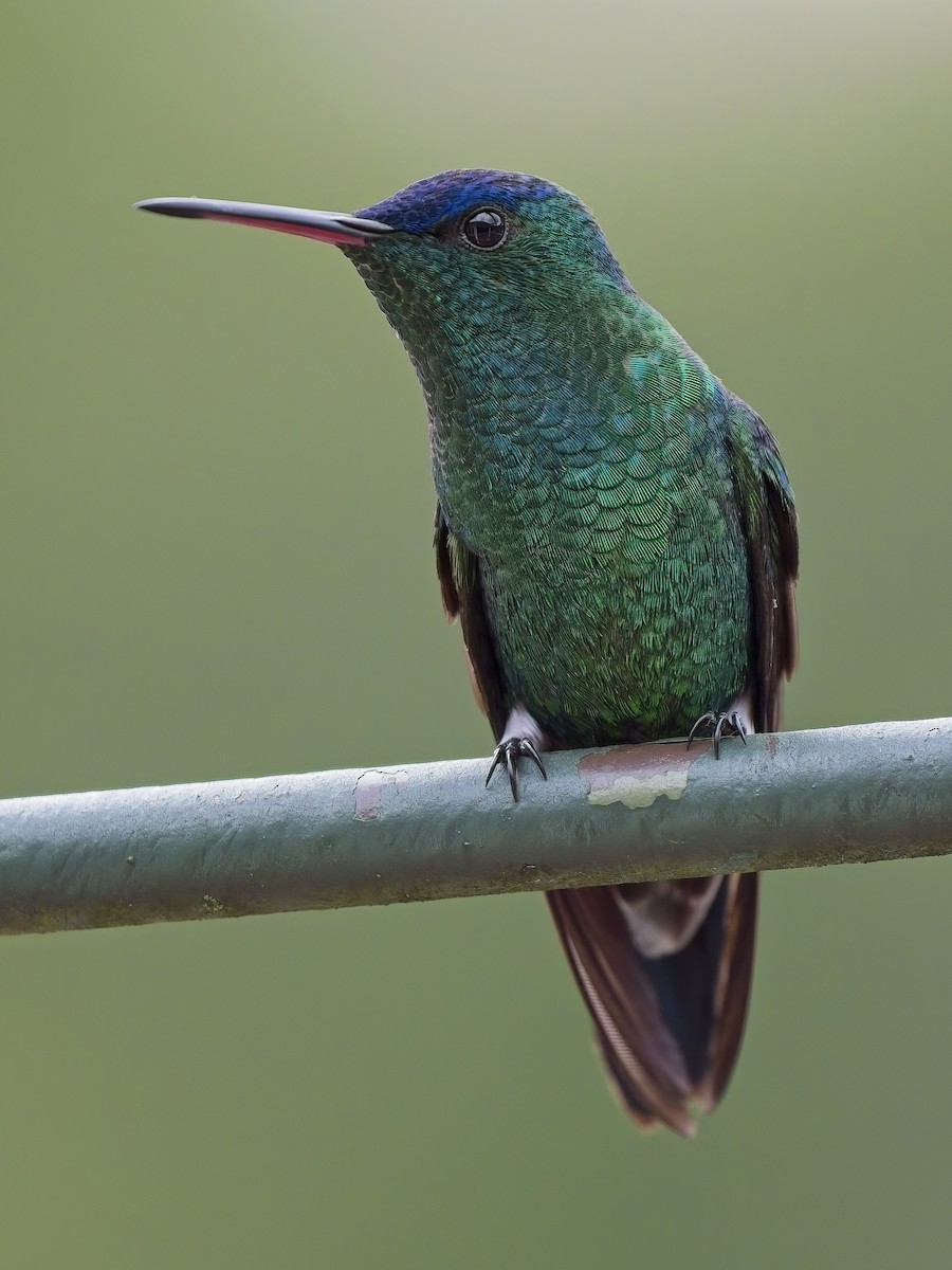 kolibřík indigovohlavý - ML617897066