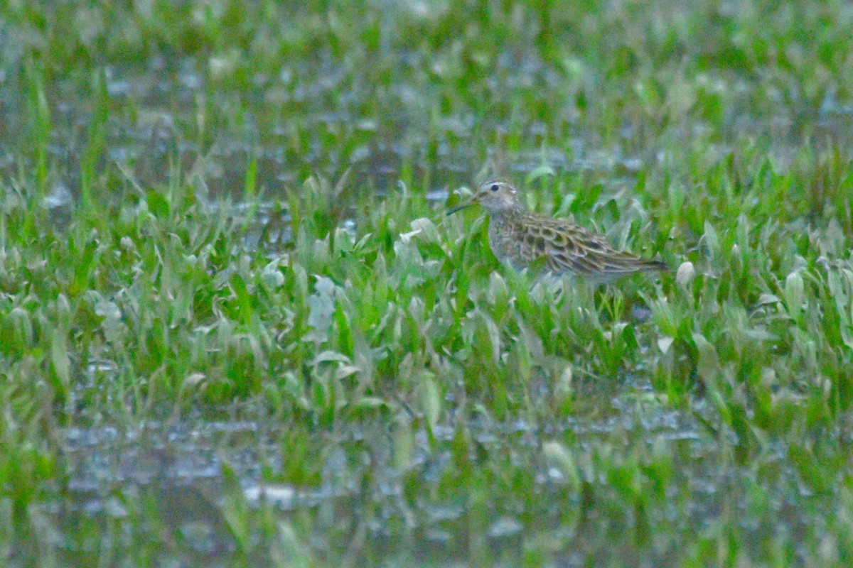 Pectoral Sandpiper - ML617897074