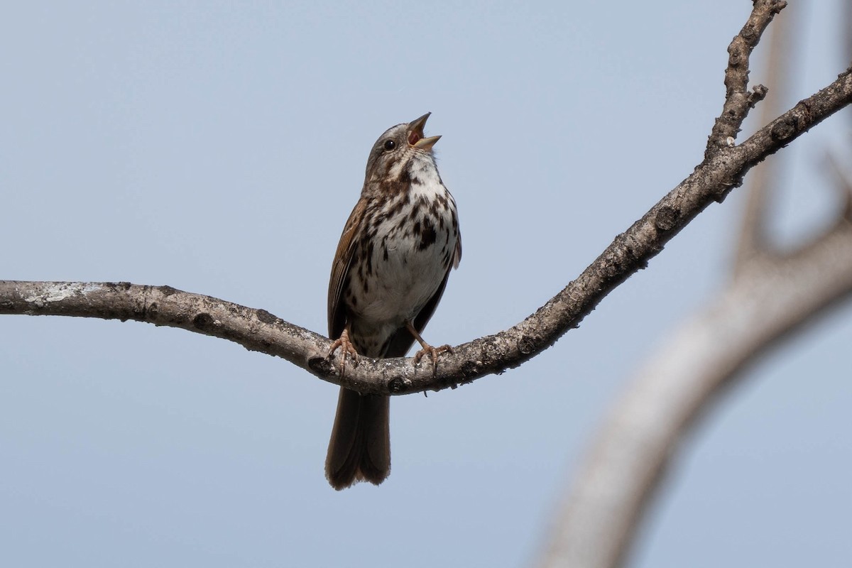 Song Sparrow - Thomas Van Huss