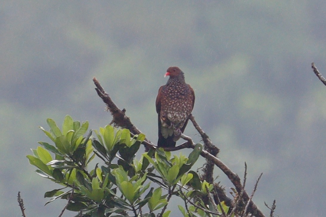 Scaled Pigeon - Paul Petrus