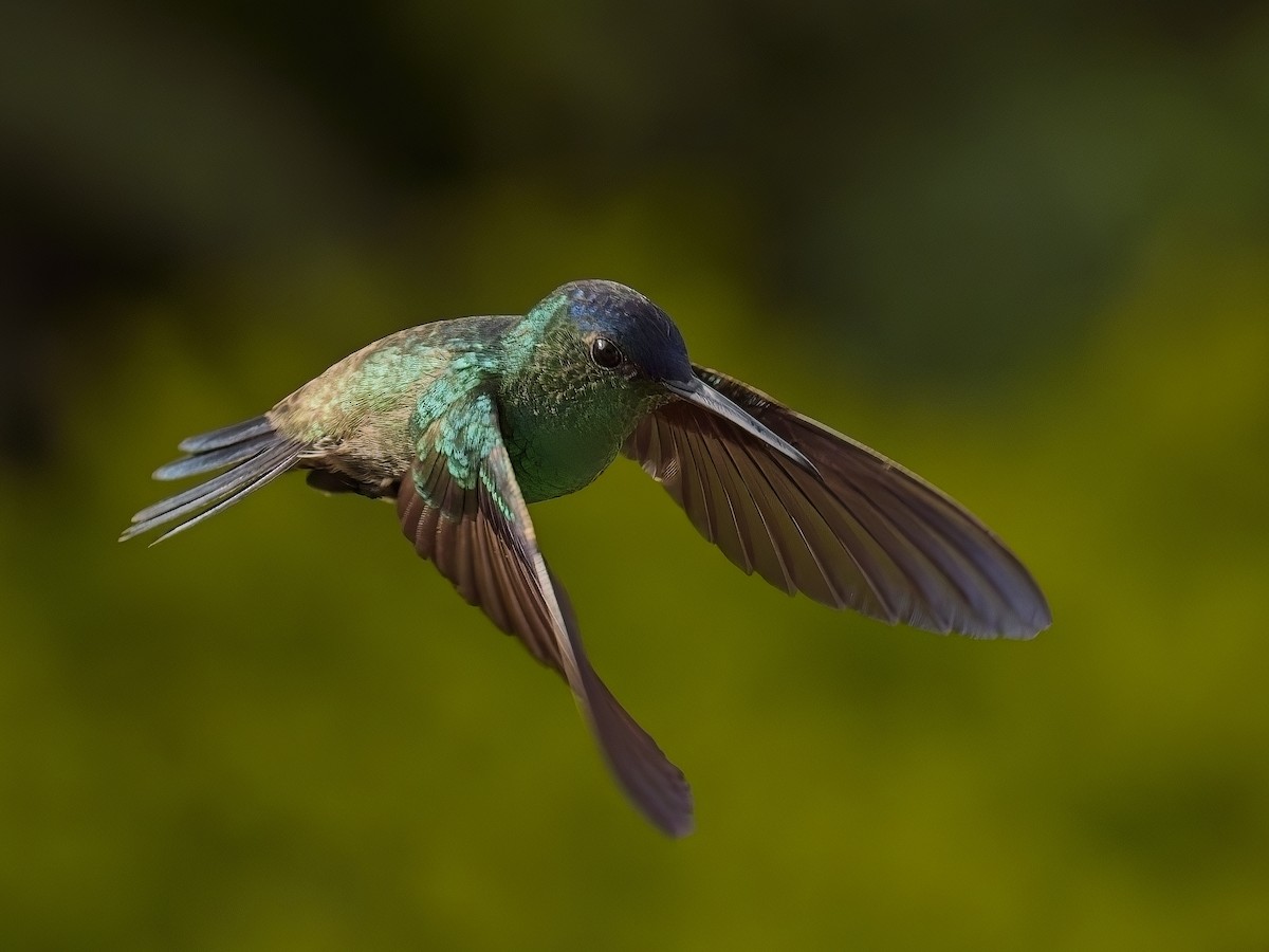 kolibřík indigovohlavý - ML617897096