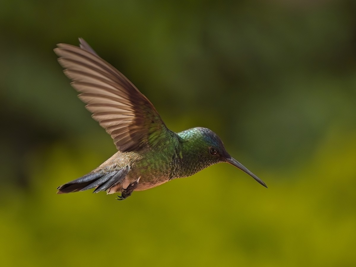 kolibřík indigovohlavý - ML617897097