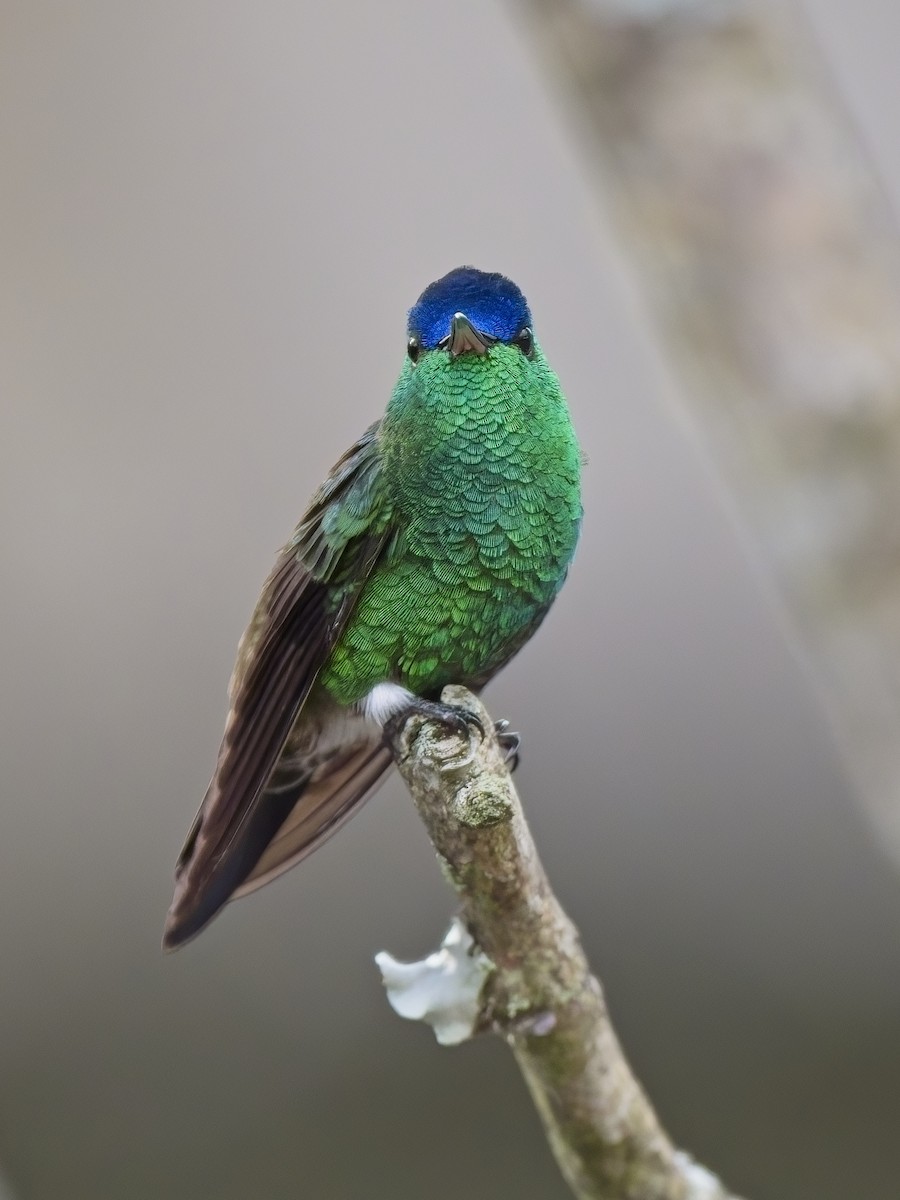 kolibřík indigovohlavý - ML617897108