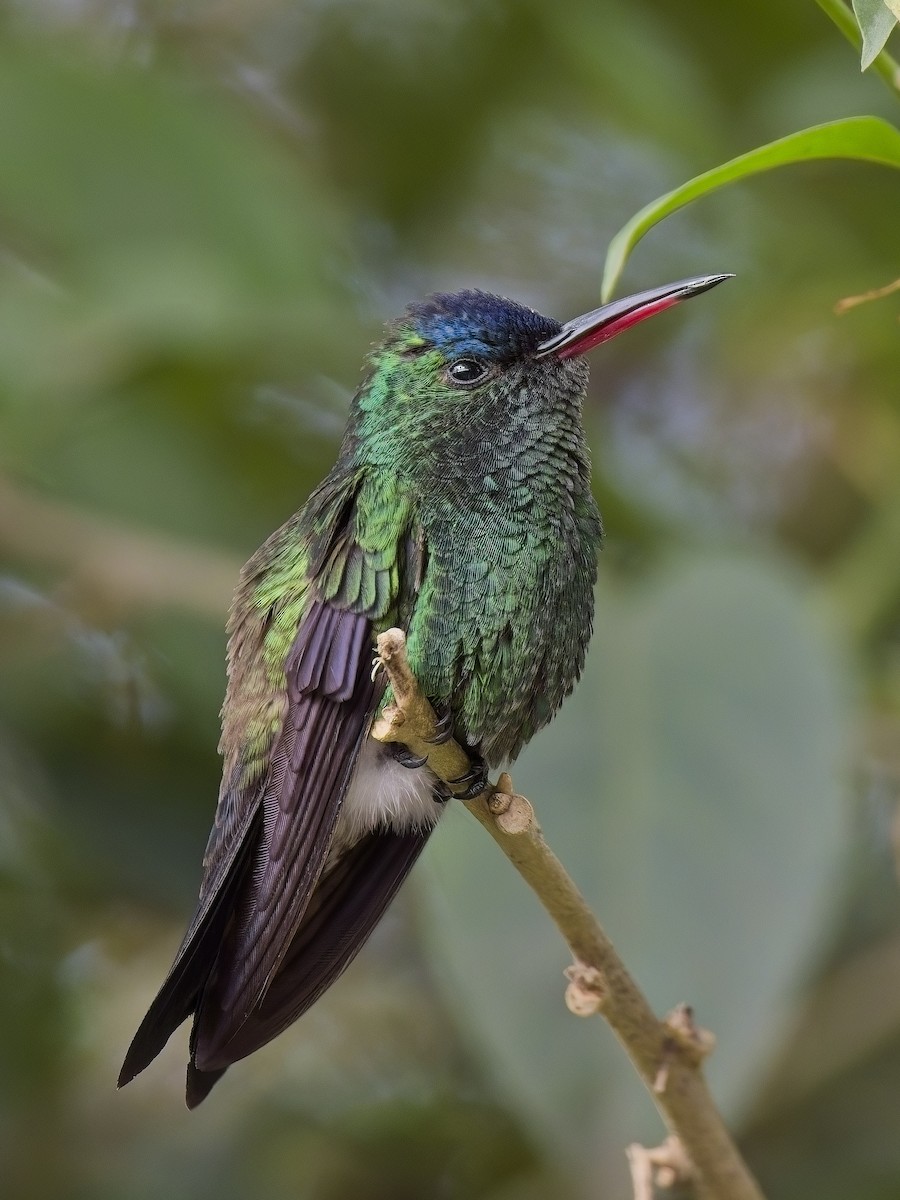 kolibřík indigovohlavý - ML617897109