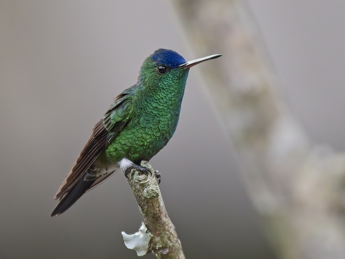 kolibřík indigovohlavý - ML617897110