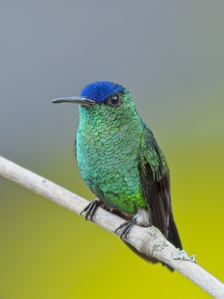 kolibřík indigovohlavý - ML617897124
