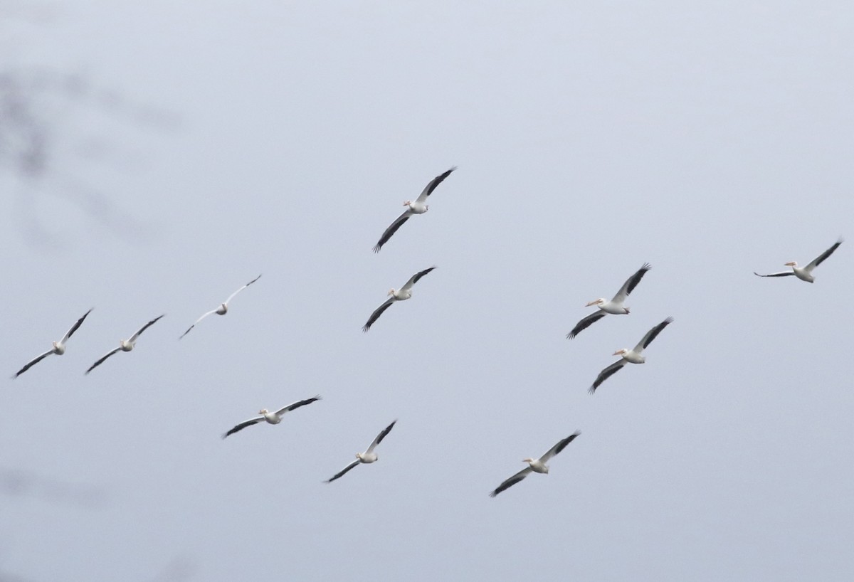 American White Pelican - ML617897125