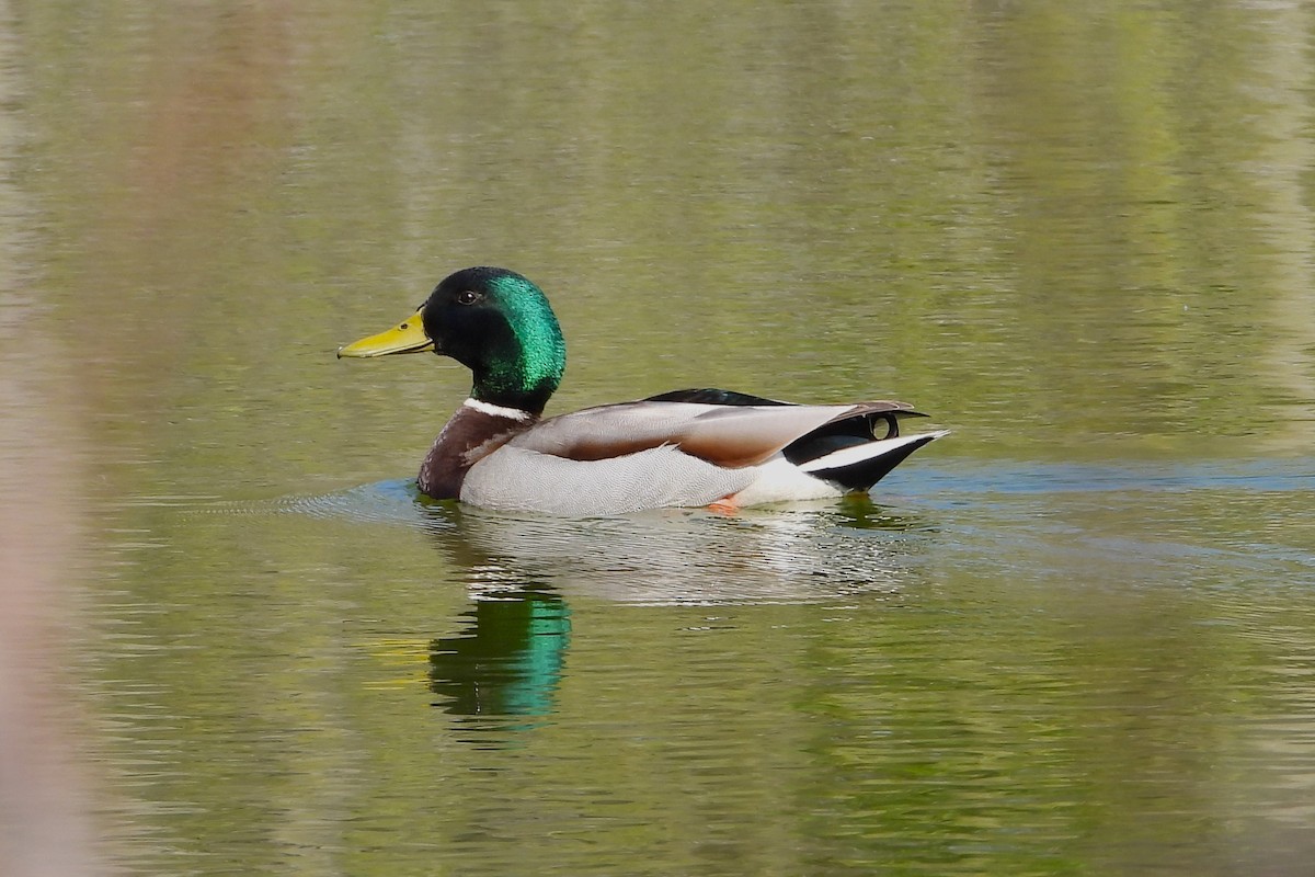 Mallard - ML617897127