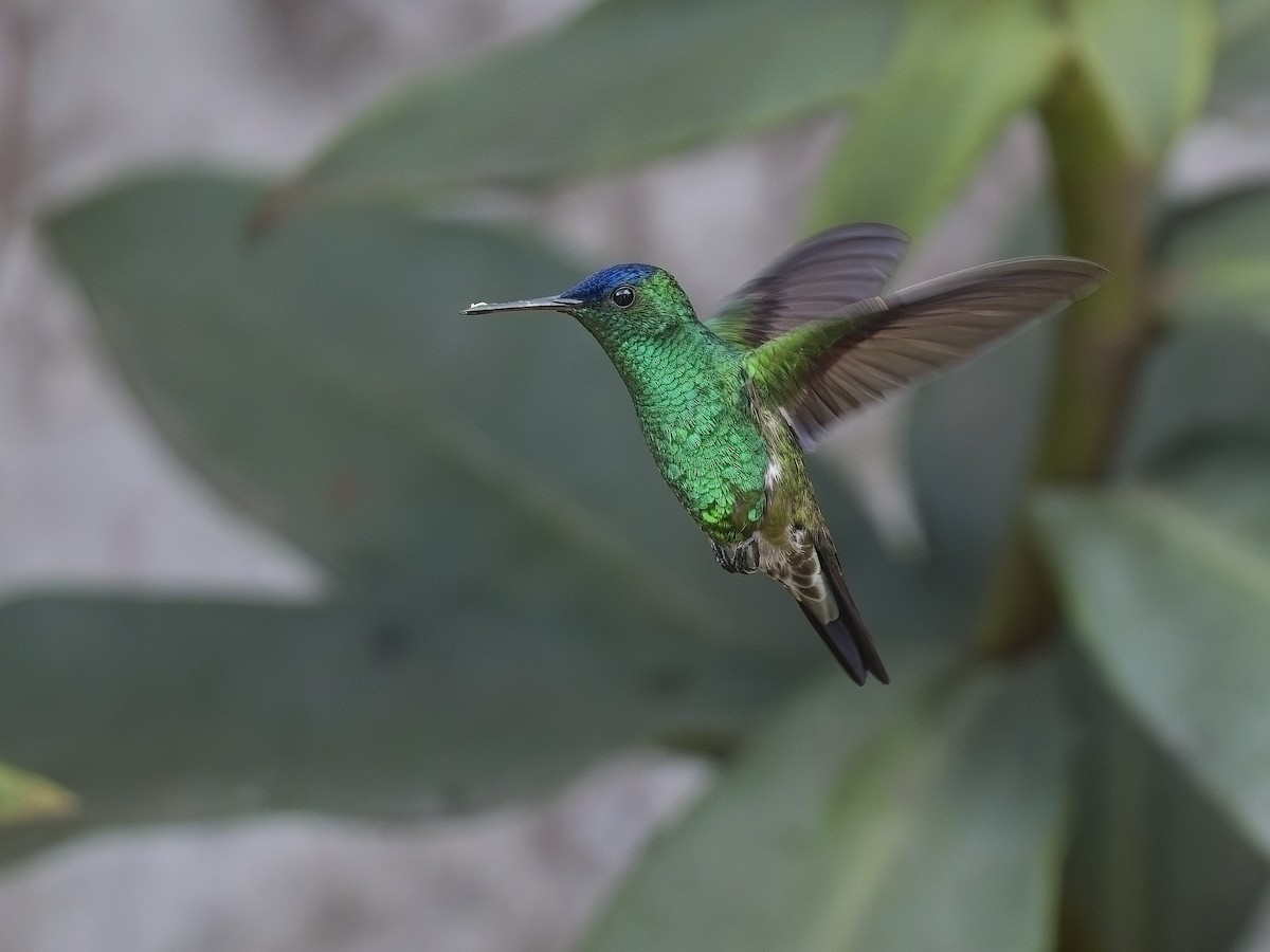 Indigo-capped Hummingbird - ML617897153