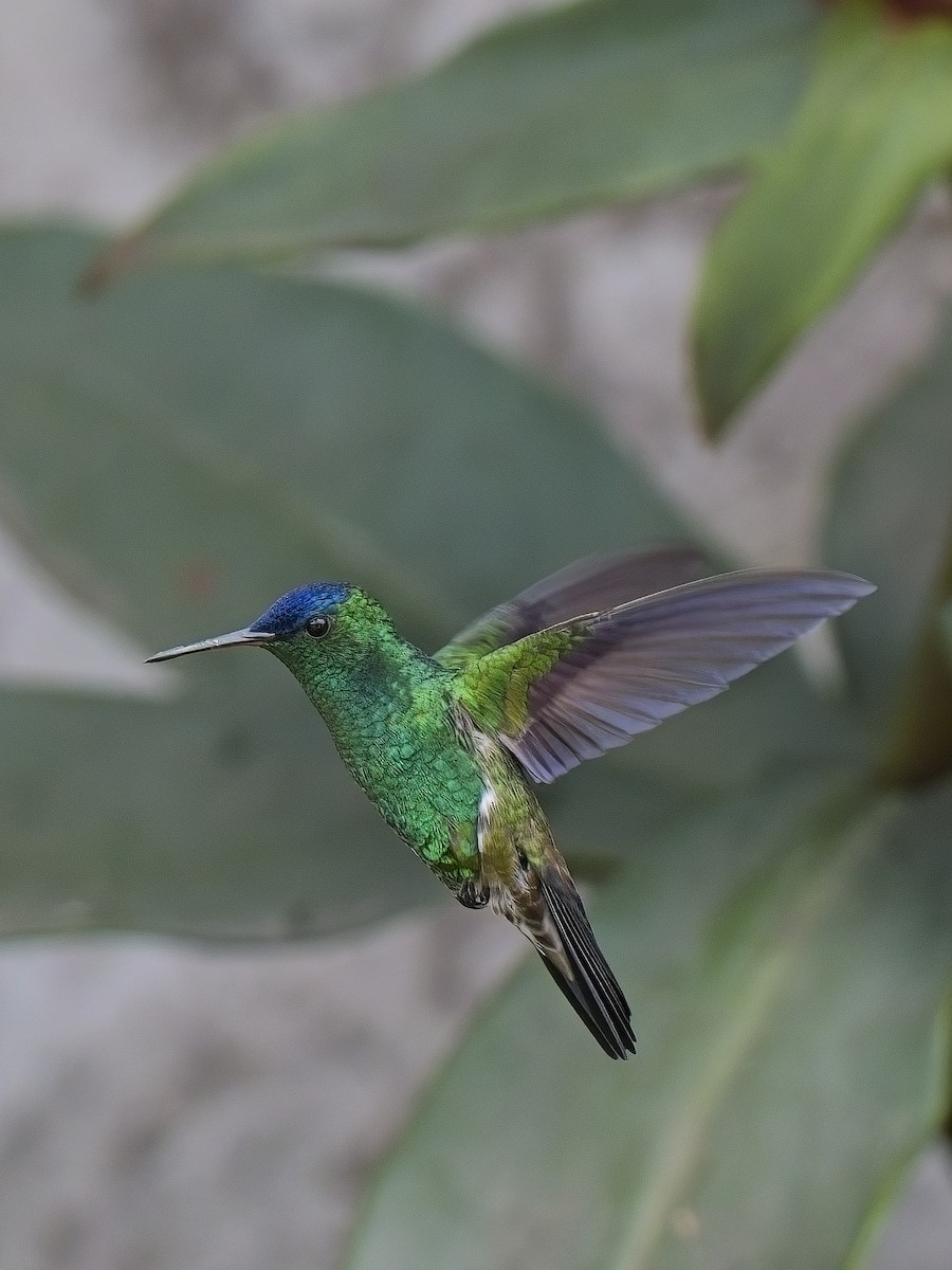 Indigo-capped Hummingbird - Chris Allen